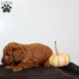 Cato, Mini Goldendoodle Puppy